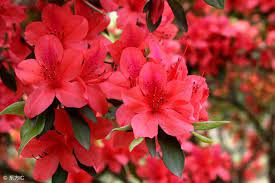 Yunmeng Mountain Azalea Viewing